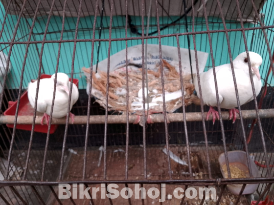 ১ জোড়া মাস্টার পেয়ার বাচ্চা ১টি মেল অস্ট্রেলিয়ান ঘুঘু